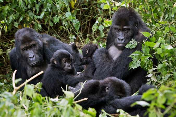 Kanye West & Kim Kardashian Gorilla Trekking