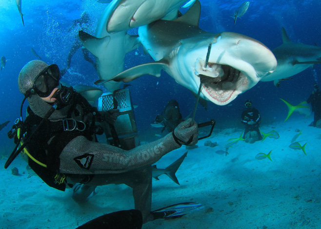 Free Diving in Bahamas