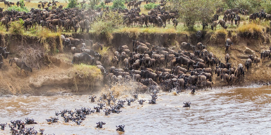 Wildbeest migration